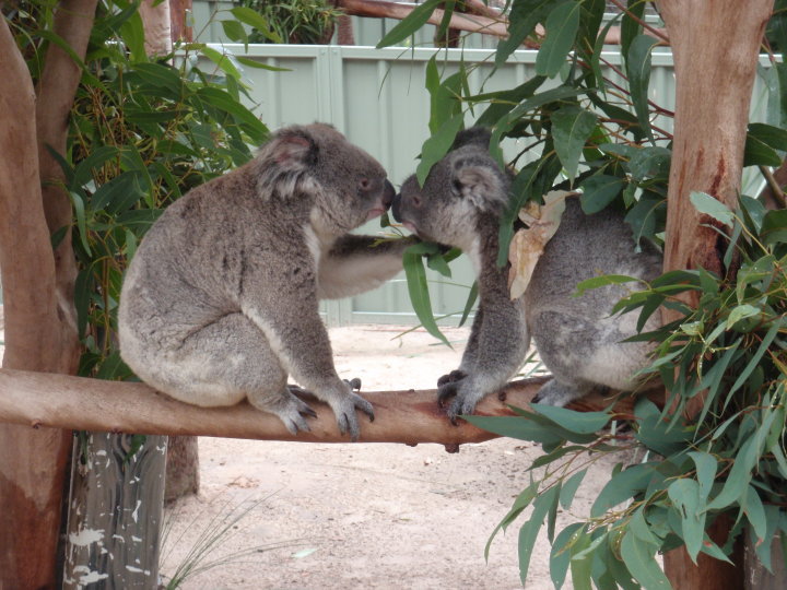 Getting grim again. Koalas! STAT!