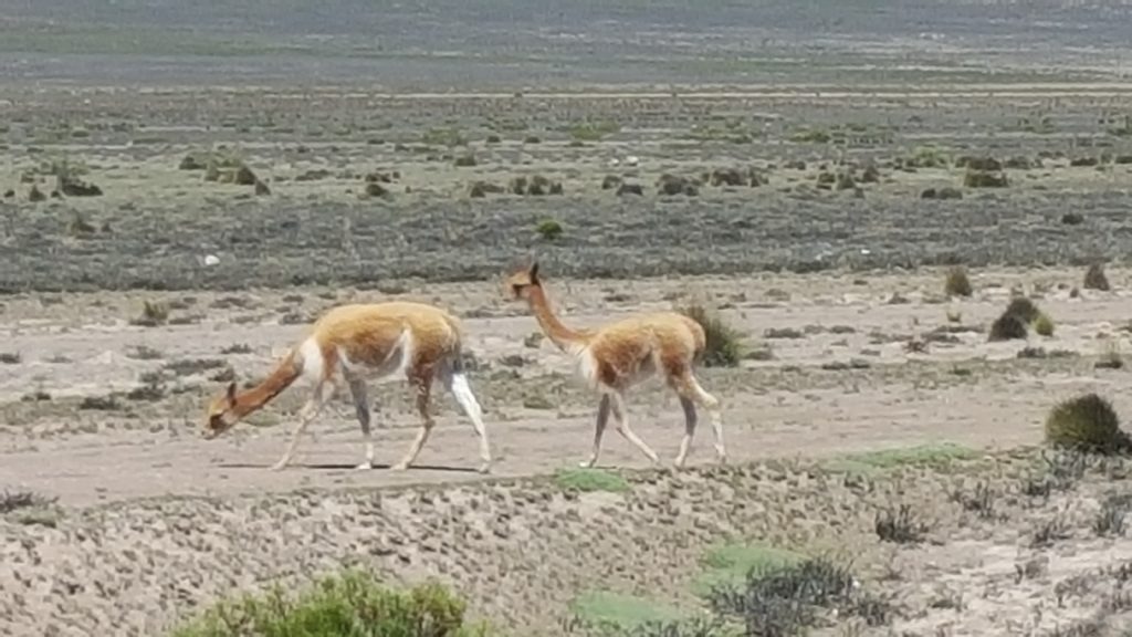 Vicunas in the wild,