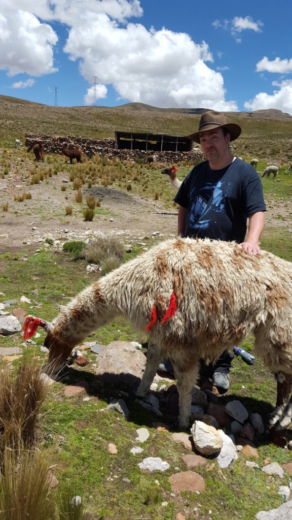 The llamas have accepted me as their cute and fuzzy brethren.