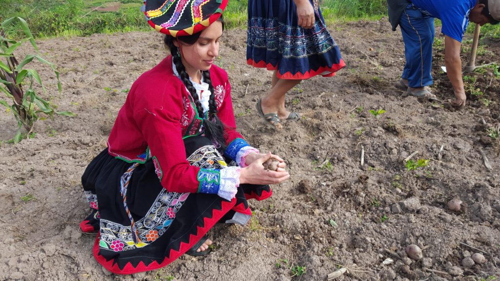 Maria, getting into the harvest.