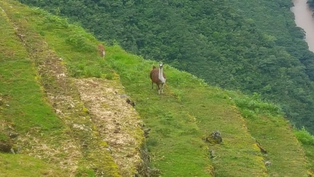 Llama!